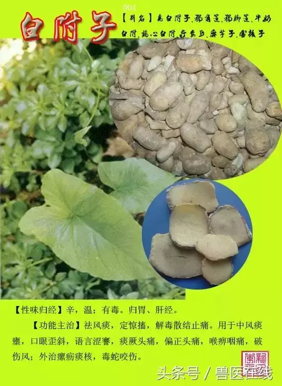 300種中草藥彩色圖譜賞析(收藏慢慢看)
