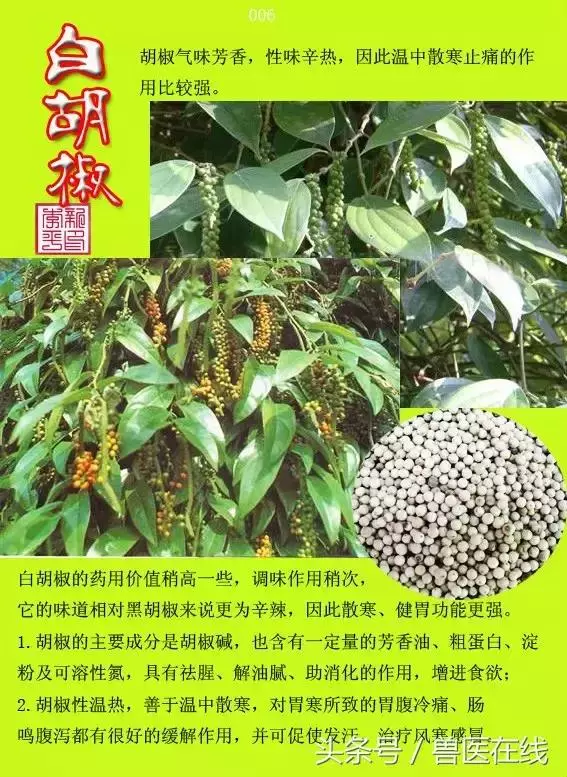 300種中草藥彩色圖譜賞析(收藏慢慢看)
