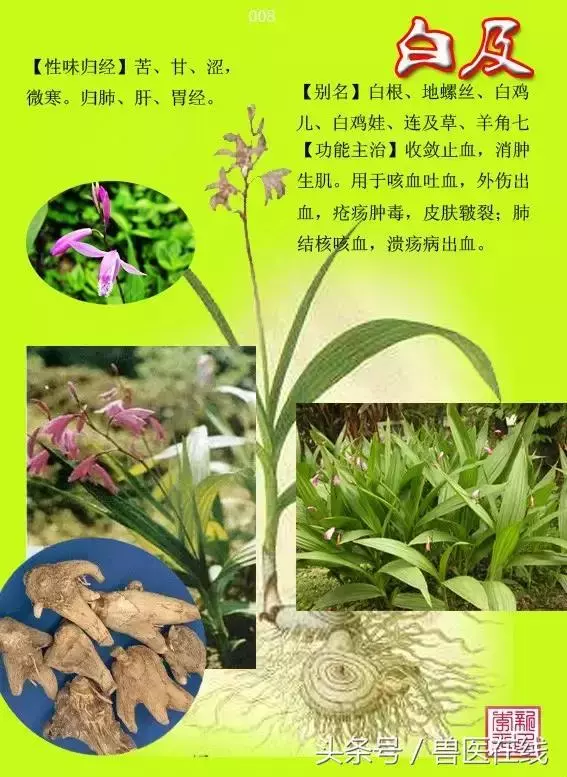 300種中草藥彩色圖譜賞析(收藏慢慢看)