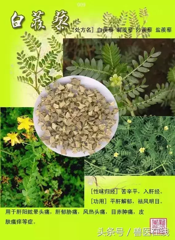 300種中草藥彩色圖譜賞析(收藏慢慢看)