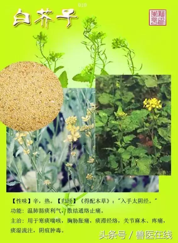 300種中草藥彩色圖譜賞析(收藏慢慢看)