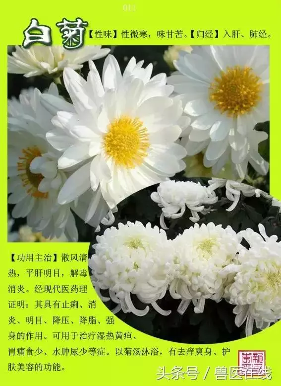 300種中草藥彩色圖譜賞析(收藏慢慢看)