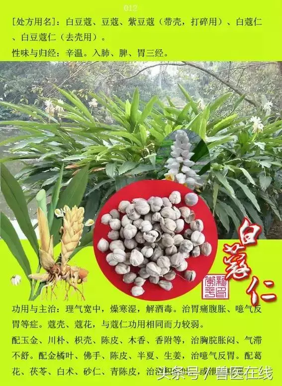 300種中草藥彩色圖譜賞析(收藏慢慢看)
