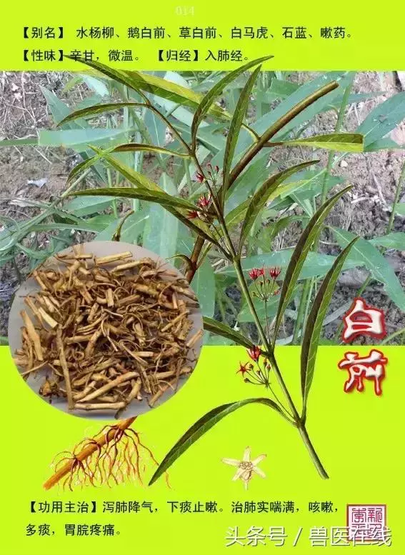 300種中草藥彩色圖譜賞析(收藏慢慢看)