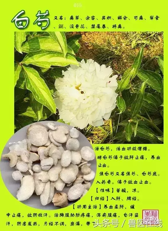 300種中草藥彩色圖譜賞析(收藏慢慢看)