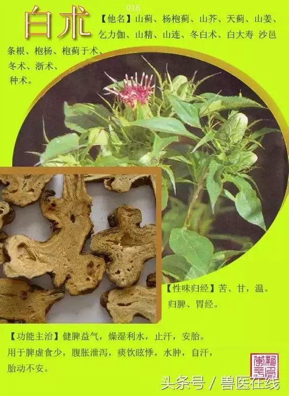 300種中草藥彩色圖譜賞析(收藏慢慢看)