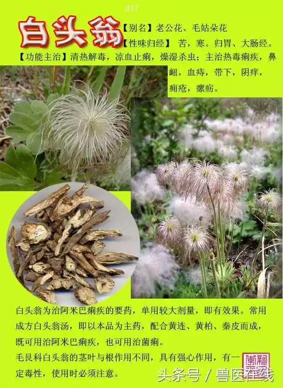 300種中草藥彩色圖譜賞析(收藏慢慢看)