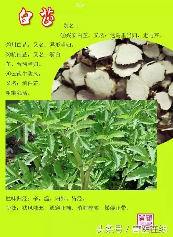 300種中草藥彩色圖譜賞析(收藏慢慢看)