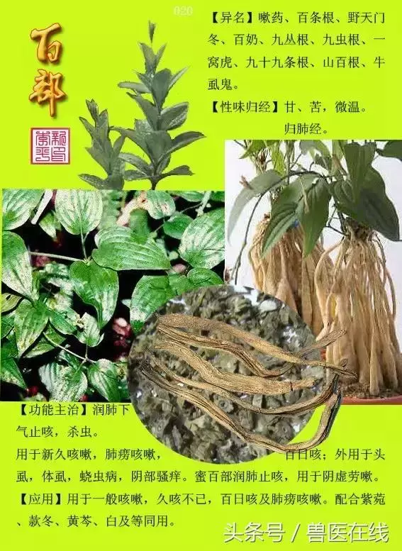 300種中草藥彩色圖譜賞析(收藏慢慢看)