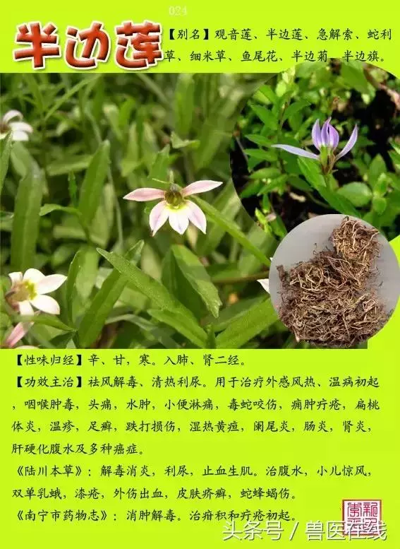 300種中草藥彩色圖譜賞析(收藏慢慢看)
