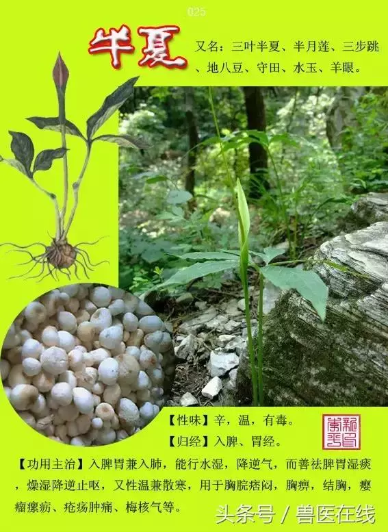 300種中草藥彩色圖譜賞析(收藏慢慢看)