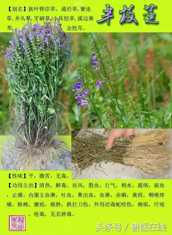 300種中草藥彩色圖譜賞析(收藏慢慢看)