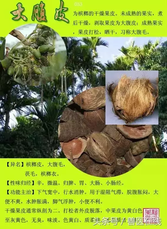 300種中草藥彩色圖譜賞析(收藏慢慢看)