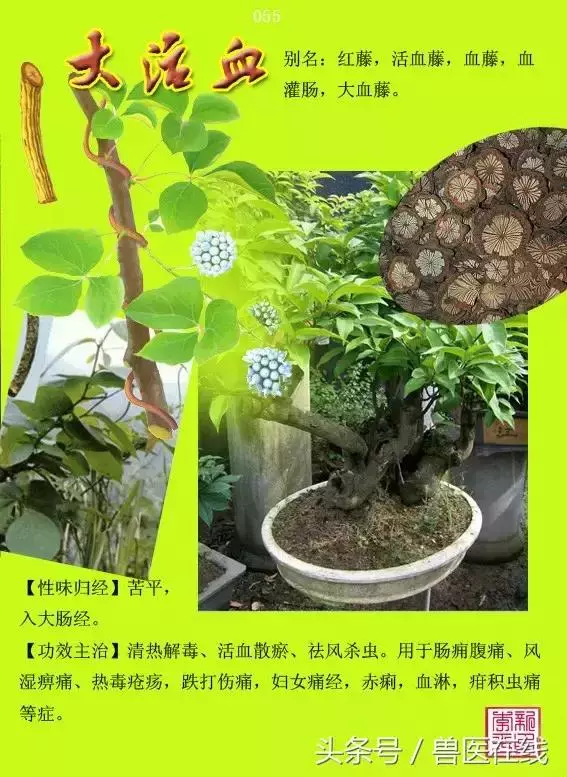 300種中草藥彩色圖譜賞析(收藏慢慢看)