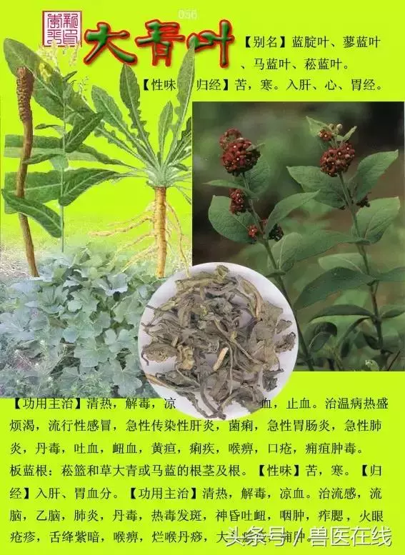300種中草藥彩色圖譜賞析(收藏慢慢看)
