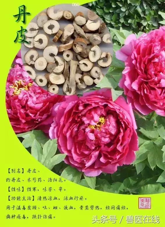 300種中草藥彩色圖譜賞析(收藏慢慢看)