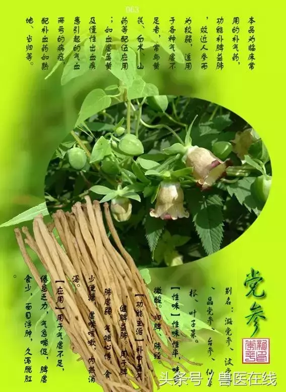 300種中草藥彩色圖譜賞析(收藏慢慢看)