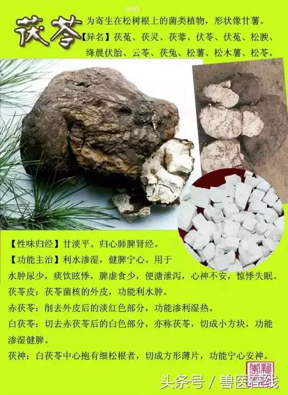 300種中草藥彩色圖譜賞析(收藏慢慢看)
