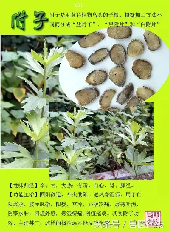 300種中草藥彩色圖譜賞析(收藏慢慢看)