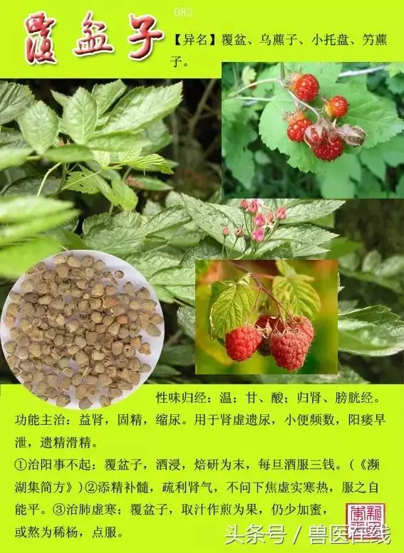 300種中草藥彩色圖譜賞析(收藏慢慢看)