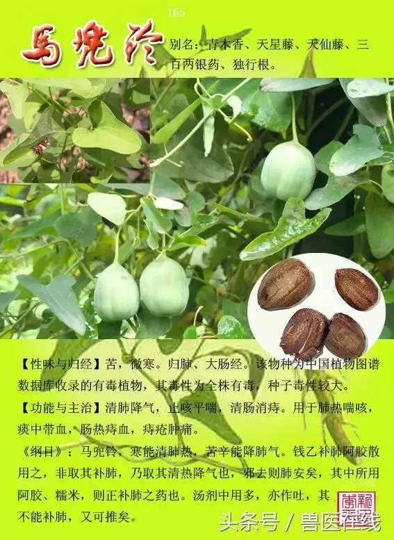 300種中草藥彩色圖譜賞析(收藏慢慢看)