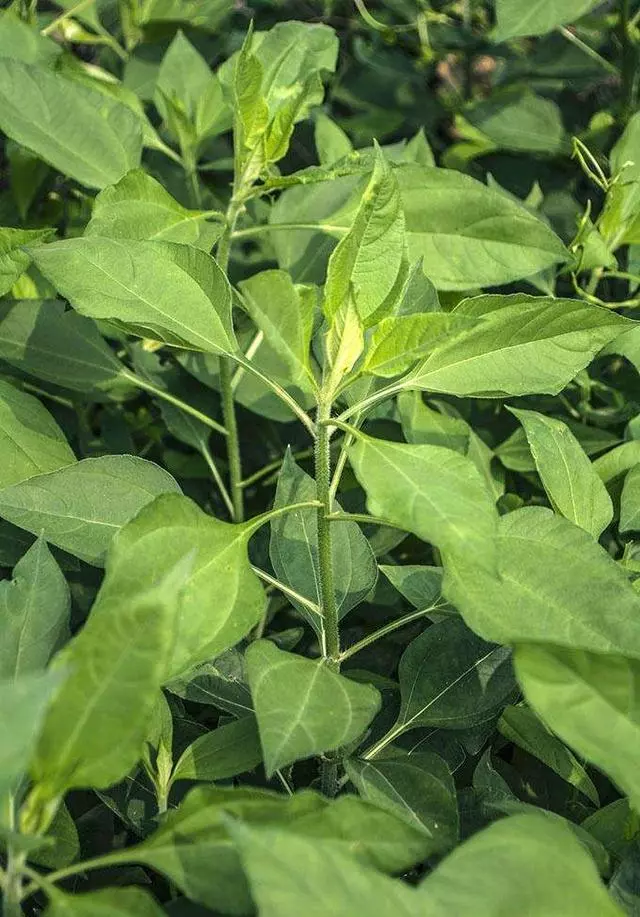 300種中草藥彩色圖譜賞析(收藏慢慢看)