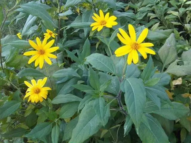 300種中草藥彩色圖譜賞析(收藏慢慢看)