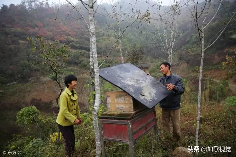 夫妻倆隱居深山無鄰居,靠山吃山飲山泉吃野菜,年入45萬不寂寞!