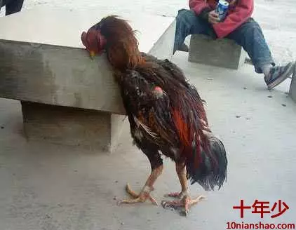 公雞吃了偉哥之後~~~笑死不負責!