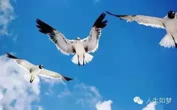 公雞吃了偉哥之後~~~笑死不負責!