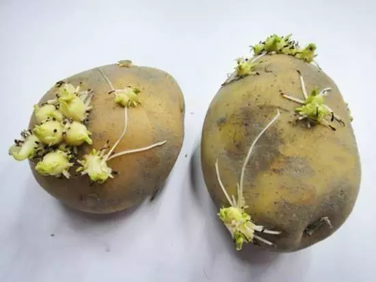 發芽的土豆別再扔了,有3個作用花錢都買不到,趕快告訴家人