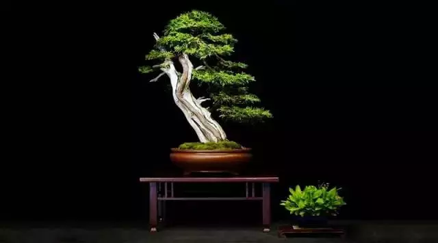 盆景「貴族」收藏需慎重!