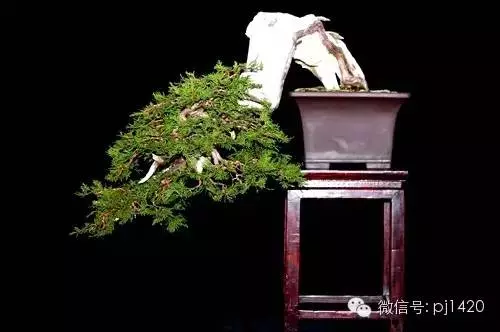 盆景「貴族」收藏需慎重!