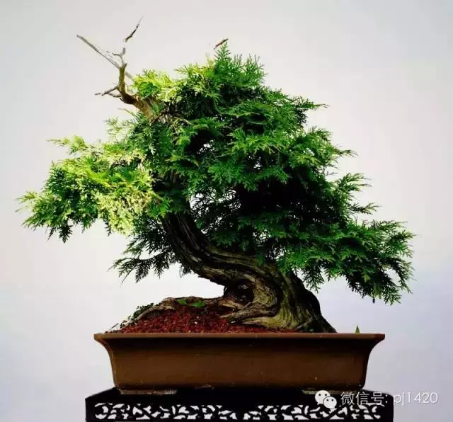 盆景「貴族」收藏需慎重!