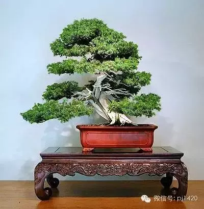 盆景「貴族」收藏需慎重!