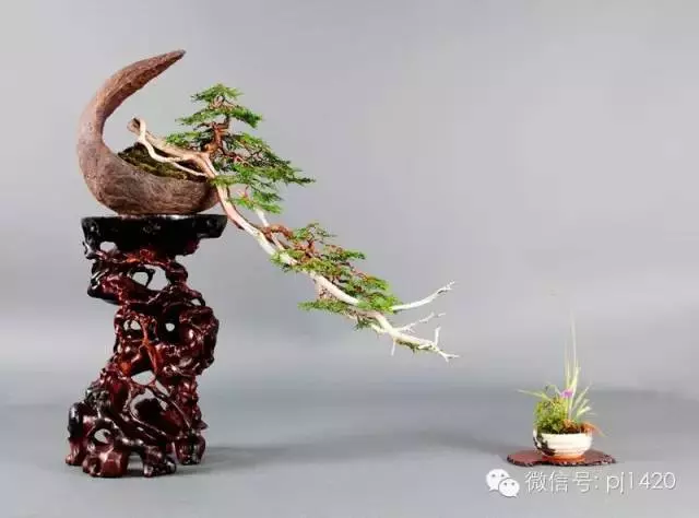 盆景「貴族」收藏需慎重!