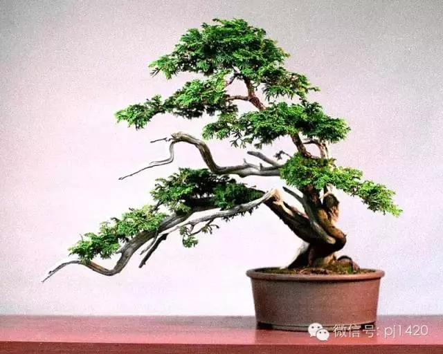 盆景「貴族」收藏需慎重!
