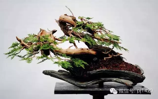 盆景「貴族」收藏需慎重!