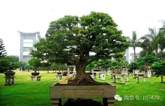 盆景「貴族」收藏需慎重!