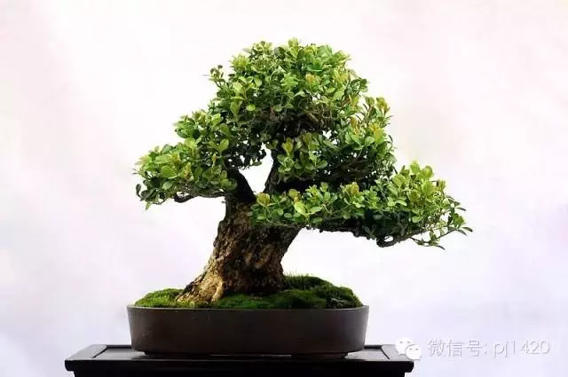 盆景「貴族」收藏需慎重!