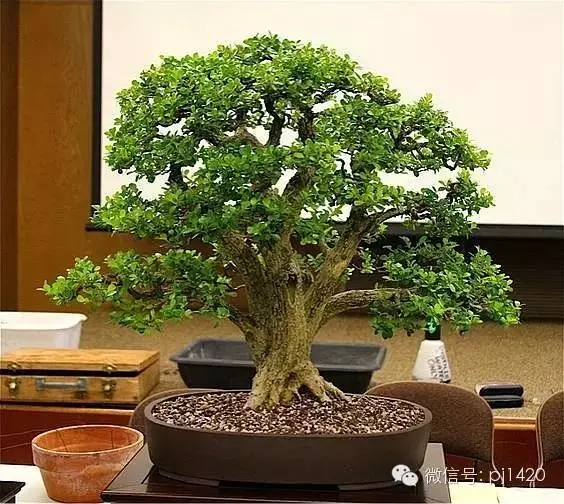 盆景「貴族」收藏需慎重!