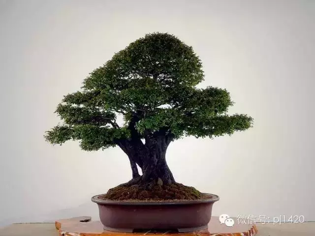 盆景「貴族」收藏需慎重!
