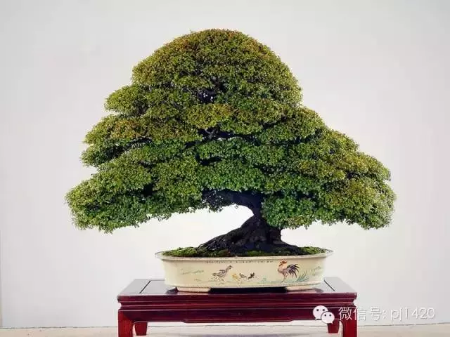 盆景「貴族」收藏需慎重!