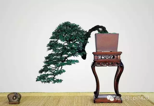 盆景「貴族」收藏需慎重!
