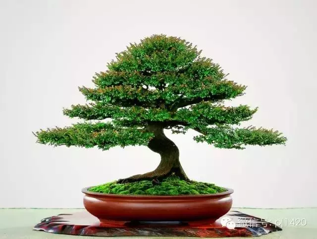 盆景「貴族」收藏需慎重!