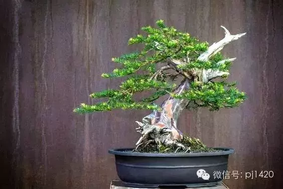 盆景「貴族」收藏需慎重!