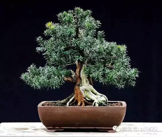 盆景「貴族」收藏需慎重!
