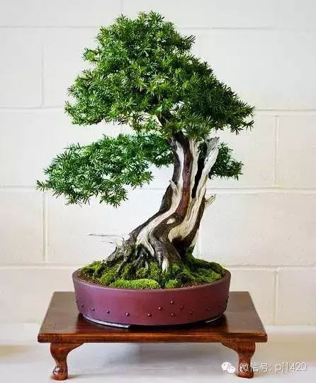盆景「貴族」收藏需慎重!