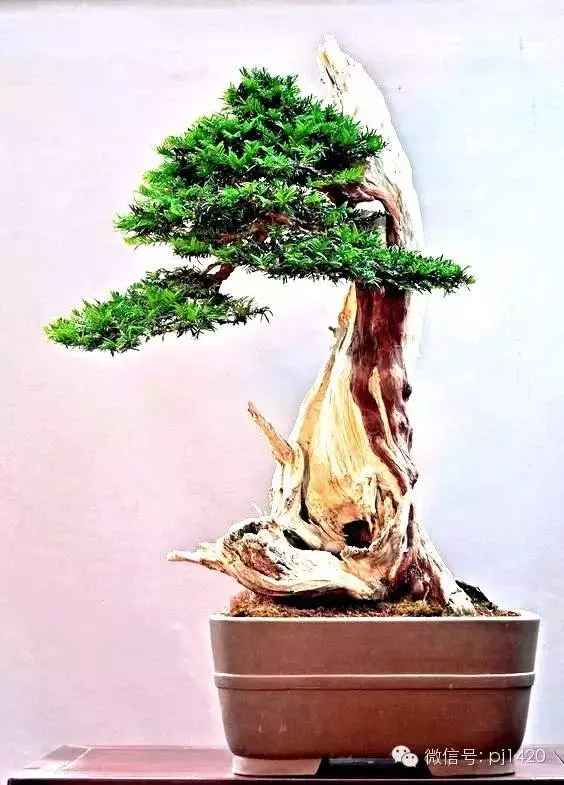 盆景「貴族」收藏需慎重!