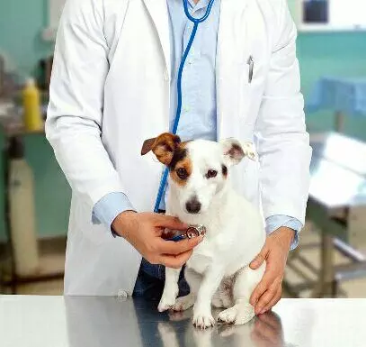 和狗狗長期一起睡的5大危害,我想你需要了解清楚